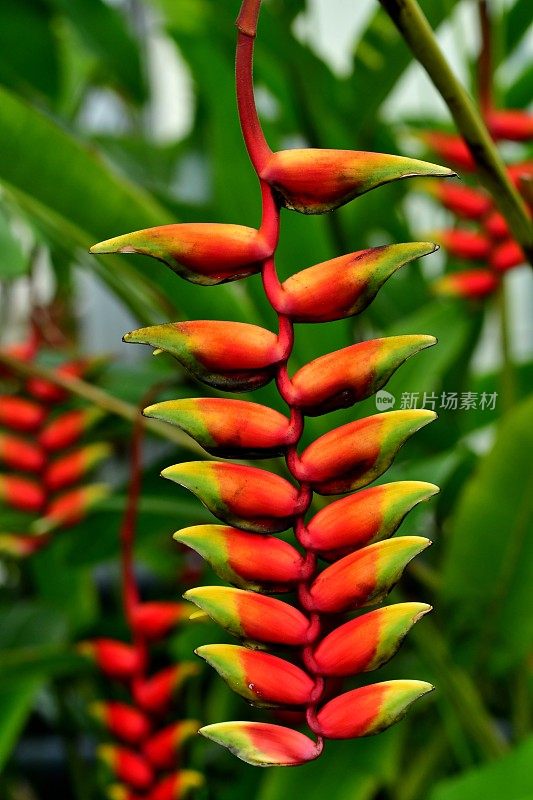 Heliconia /龙虾爪/巨嘴鸟峰